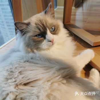 和朋友去了早想去的一家猫咖，环境enmm自我评估还行