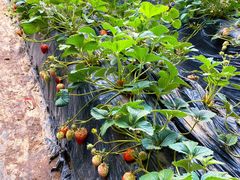 -昌平兴寿秀秀草莓采摘园