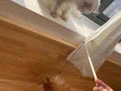 -猫腻·猫咖·撸猫馆(星光大道店)