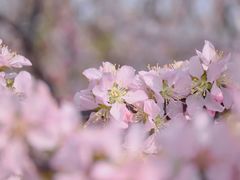 -石家庄市植物园