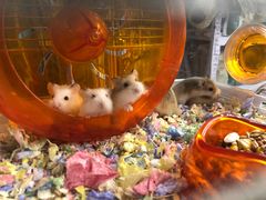 -钓仓鼠(洋桥北里小区店)