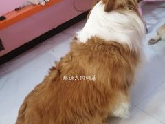 -我爱猫咪·猫咖·狗咖·安哥拉兔·羊驼咖(小寨华旗店)