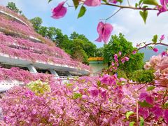 -深圳仙湖植物园