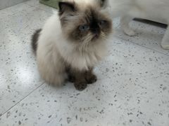 -喵园·猫主题咖啡厅·撸猫·猫咖(国贸店)