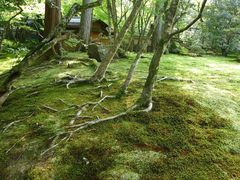 -西芳寺(苔寺)
