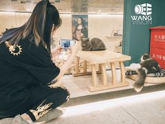 -飞行喵MR PILOT|猫舍·猫咖(静安大融城店)