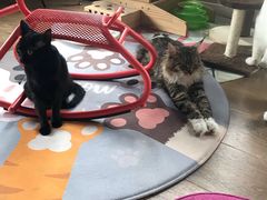 -东方名猫馆·英短金渐层布偶猫舍(环线广场1号楼店)