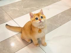 -lincat·猫舍(广州店)