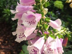 -深圳国际园林花卉博览园