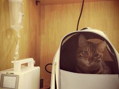 -美联众合动物医院·24h京西诊疗中心