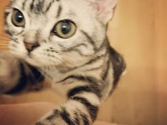 -猫大福·Fortune Cat猫舍(百子湾店)
