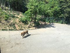 -大连森林动物园