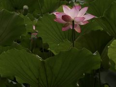 -荔湾湖公园