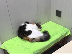 -东莞宠友24H宠物中心医院·转诊夜诊·异宠(新河北路院)