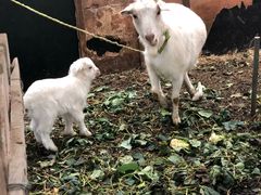 -小鱼草莓采摘园农家乐·小鱼餐厅