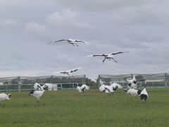 -盐城丹顶鹤湿地生态旅游区