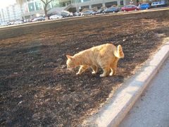 东门草坪大猫-辽宁大学(崇山校区)