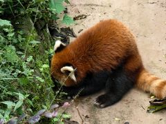 -都江堰中华大熊猫苑
