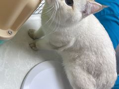 -中农国际动物医院24小时·猫科·骨科·急重症中心