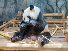 -深圳野生动物园