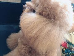 -more than meow吴止猫主题餐厅(承德 中船汇店)