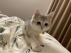 -lincat·猫舍(广州店)