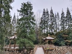 -上海滨江森林公园