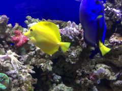 -迪拜水族馆及水下动物园