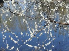 -桃花堤公园