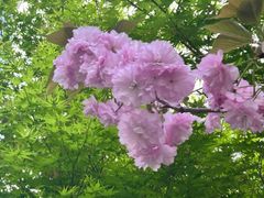 -西湖游船