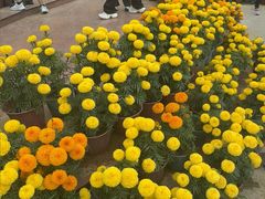 -芽庄大教堂