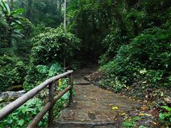 -莫里热带雨林景区