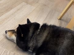 -柴迷FANS CLUB·柴犬狗咖·猫咖