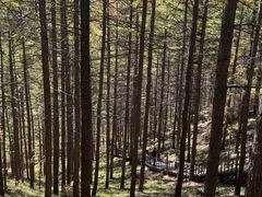 -苏木山森林公园