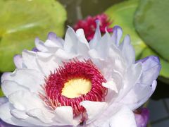 -北京植物园-展览温室