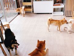 -柴犬高等学院·狗咖·柴犬售卖·宠物训练