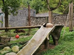 -都江堰中华大熊猫苑