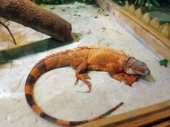 -上海大自然野生昆虫馆(东方明珠·爬宠昆虫探索中心)