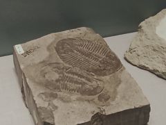 -湖南省地质博物馆