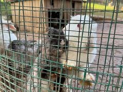 -杭州香格里拉·香宫中餐厅