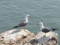 -海驴岛(荣成市)
