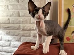 -pd派德宠物中心医院24H急重症·眼科中心·血液透析中心(嵩山北路店)