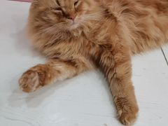 -猫亿天猫咖