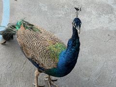 -西双版纳原始森林公园