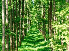 -黄海国家森林公园