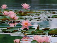 -白鹭湾湿地公园