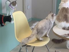 -怪兽屋·羊驼·猫咖·狗咖(俊华广场店)