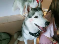 -Husky Go! 哈士奇体验馆·宠物咖啡厅狗咖