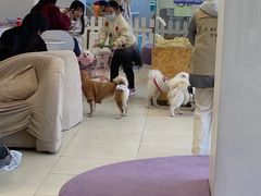 -怪兽屋·羊驼·猫咖·狗咖(俊华广场店)