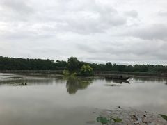 -大湾区中央湿地公园
